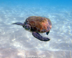 off Fernando de Noronha, Brazil by Stephan Gimpel 